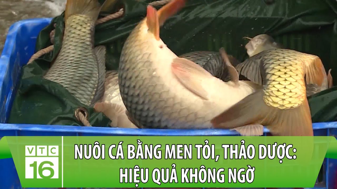 Nuôi cá bằng men tỏi, thảo dược, chế phẩm: Hiệu quả không ngờ | Khởi nghiệp | VTC16