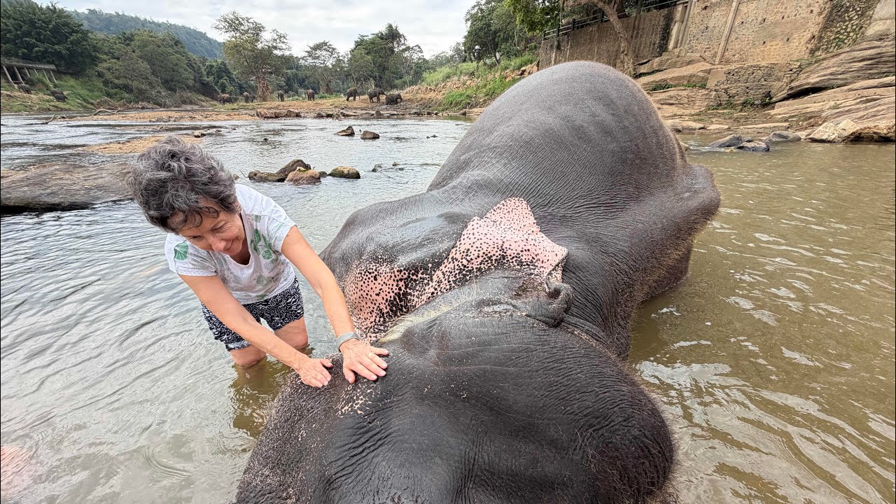 Pinnawala Elephant Orphanage @ErnestTufft 