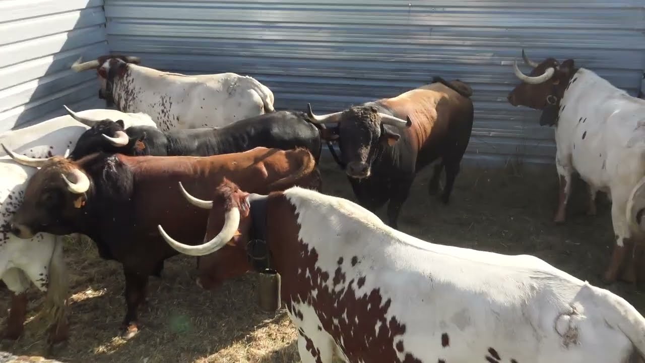 Encierro con Toros Bravos Santiuste de San Juan Bautista