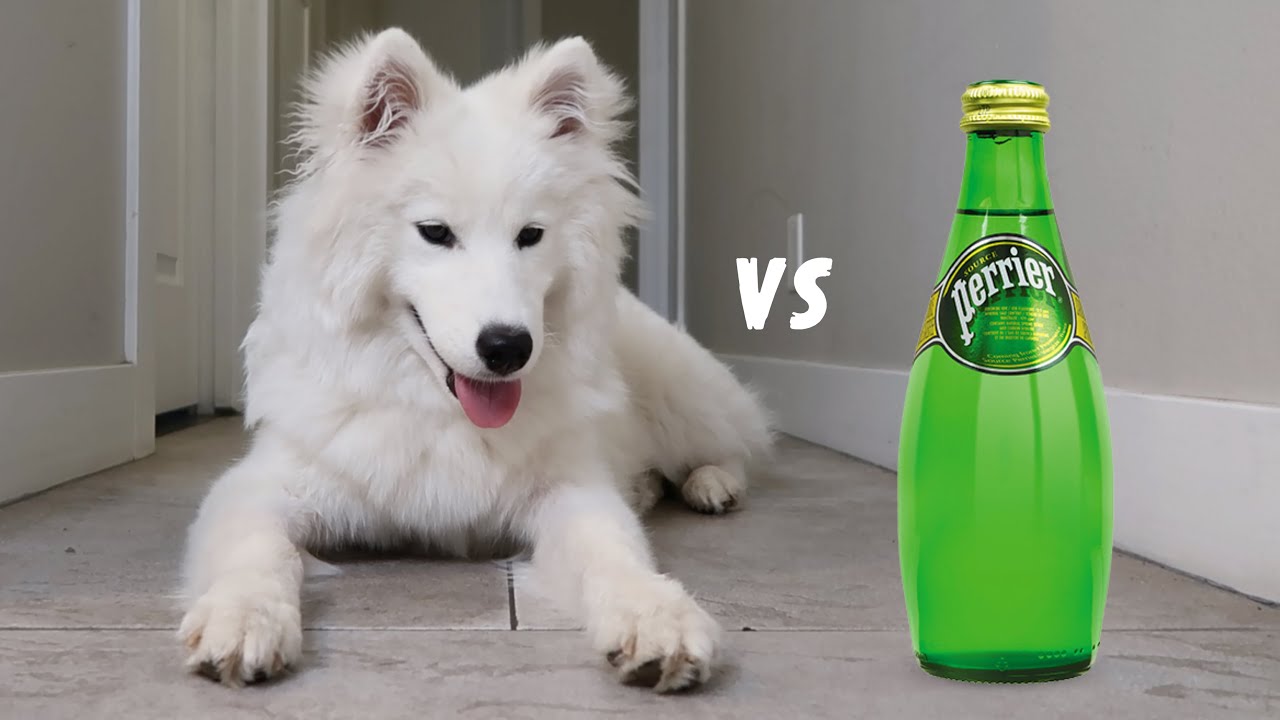 DOG REACTS TO SELTZER WATER!!