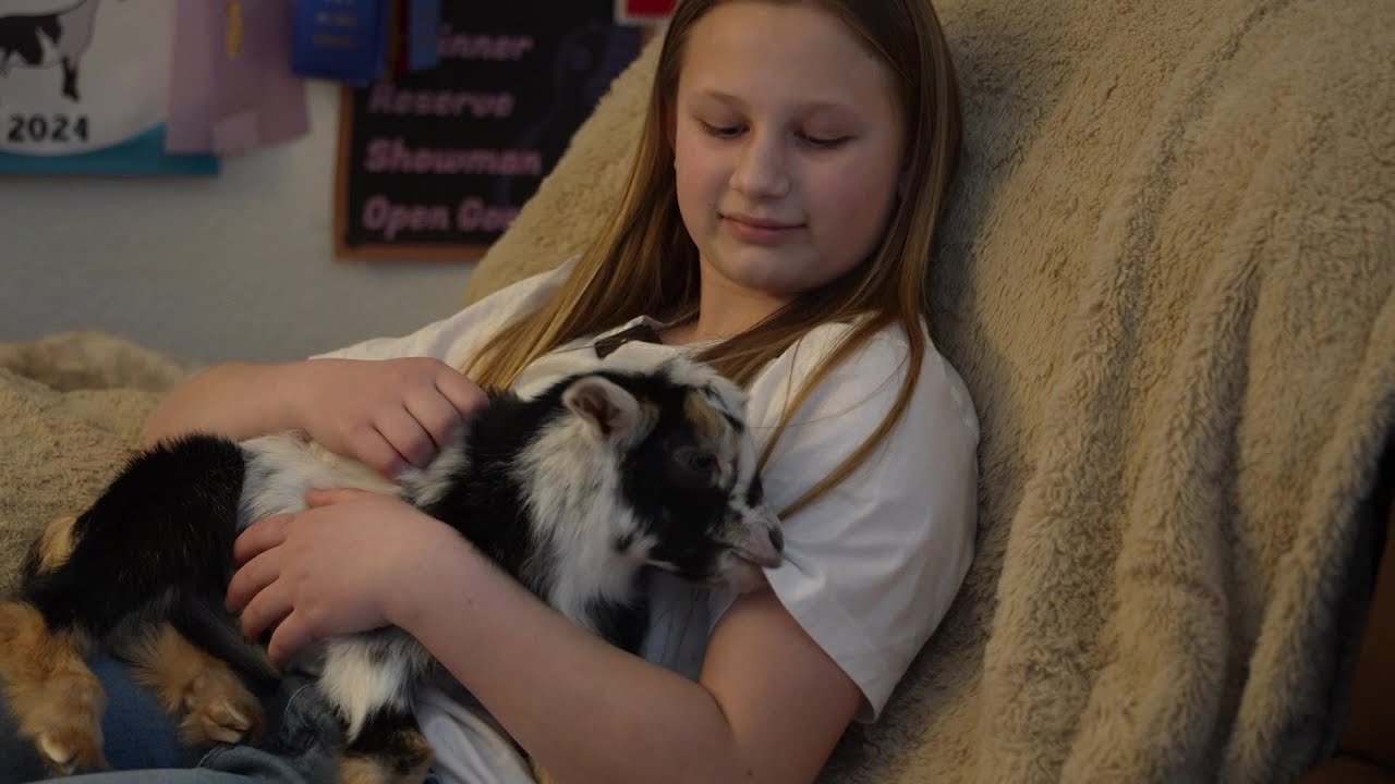 Montana girl helps baby goat with nerve damage learn to walk