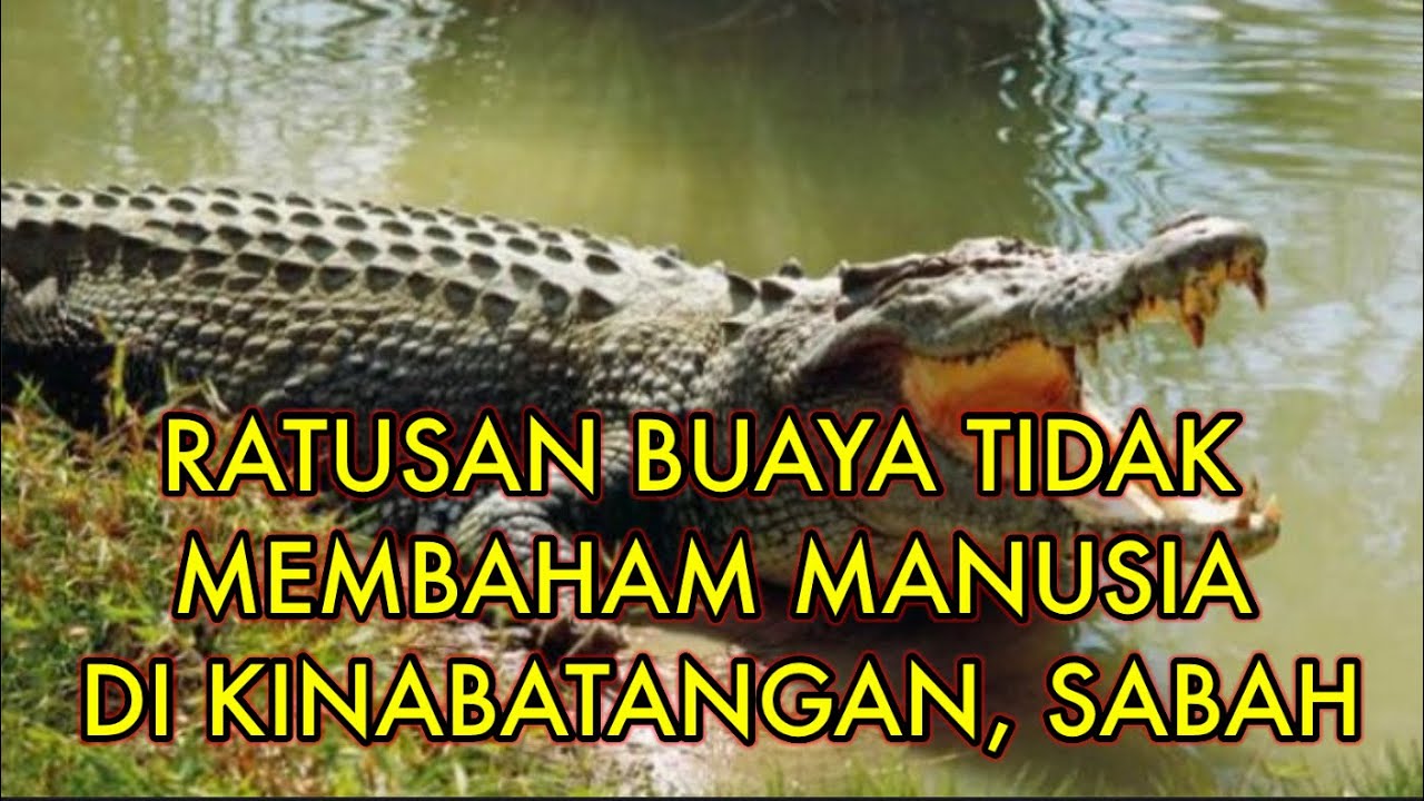 Perjanjian Manusia dengan Buaya di Kinabatangan, Sabah.