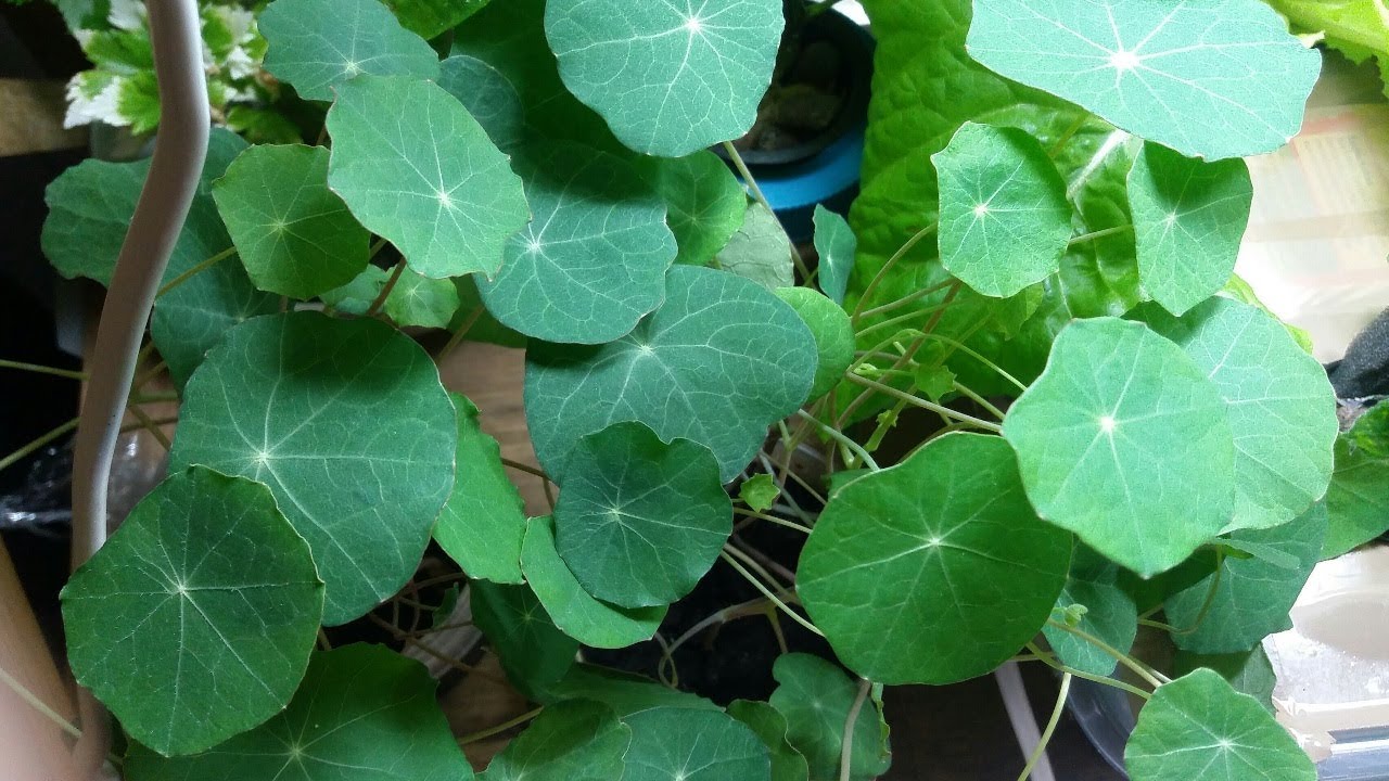 Growing Nasturtium Microgreens