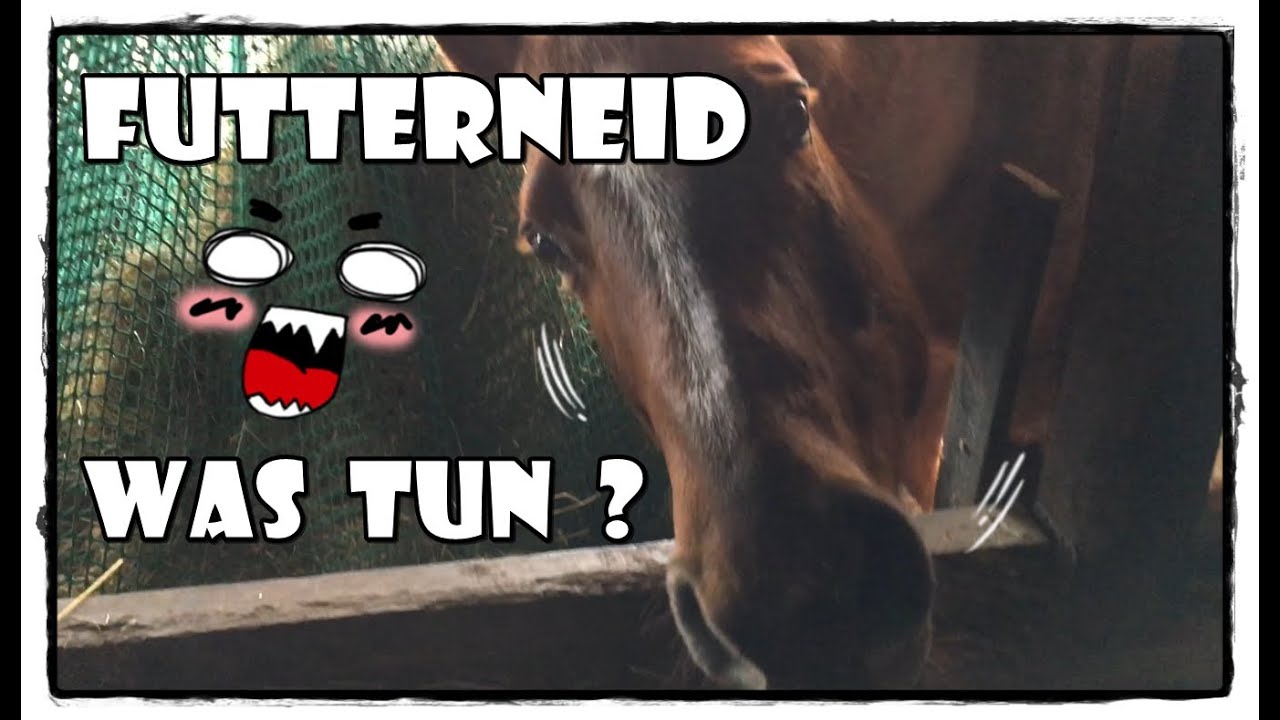 Pferde im Offenstall - Futterneid ? Was tun ? | Pferde Hoschi