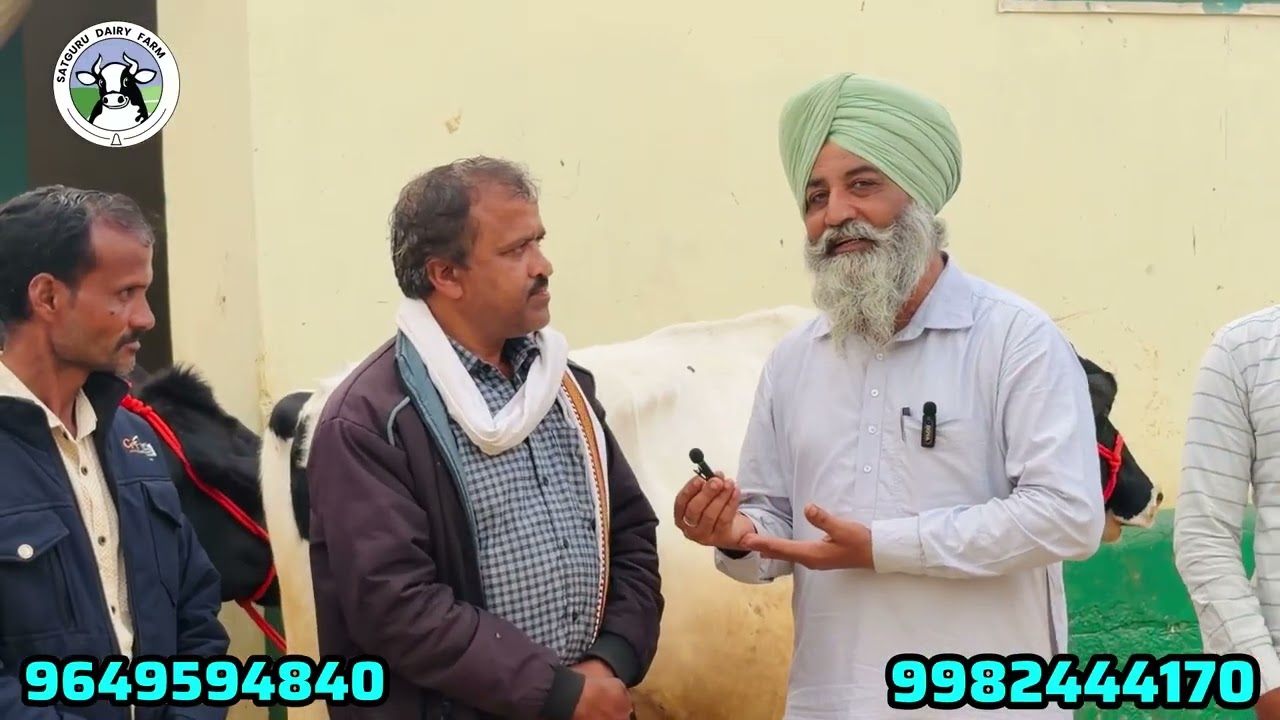 श्रीगंगानगर में पिछले 25 सालों से एकमात्र विश्वसनीय फ़ार्म जहाँ लगा रहता है ग्राहको का मेला 🥇🐄👌