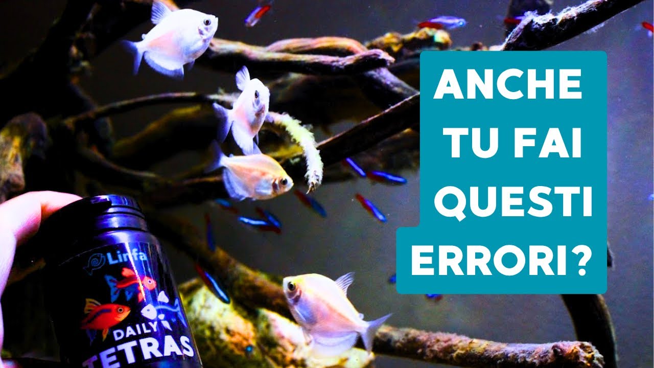 Cosa devono mangiare i tuoi pesci? Attenti all’etichetta del mangime