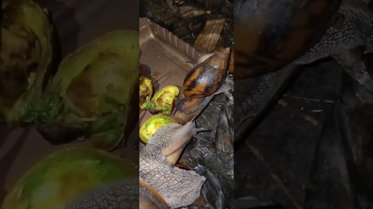 My adult snails now active after 3 months aestivation 