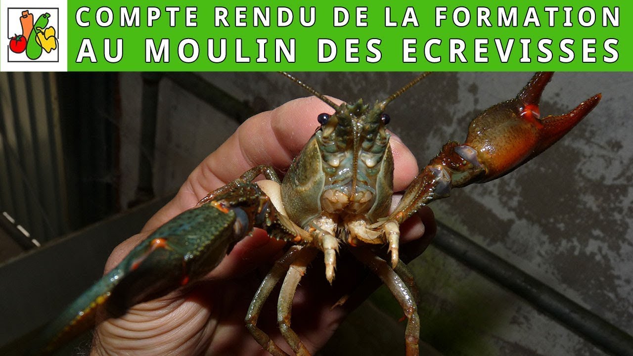 Retour de mon stage au moulin des ecrevisses