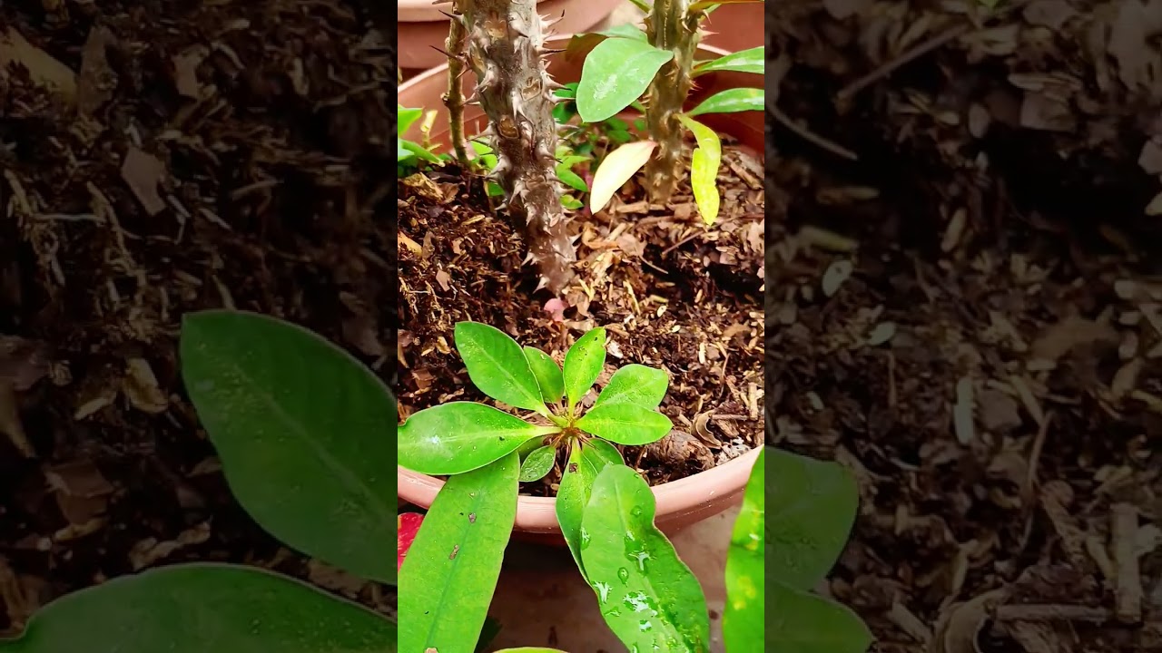 Un consejo para tener plantas hermosas de coronas de cristo 🏵🌸🍀