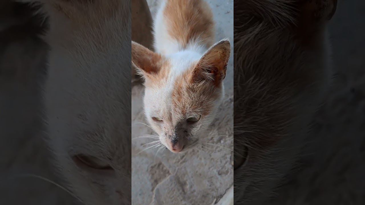 Poor Old Cat