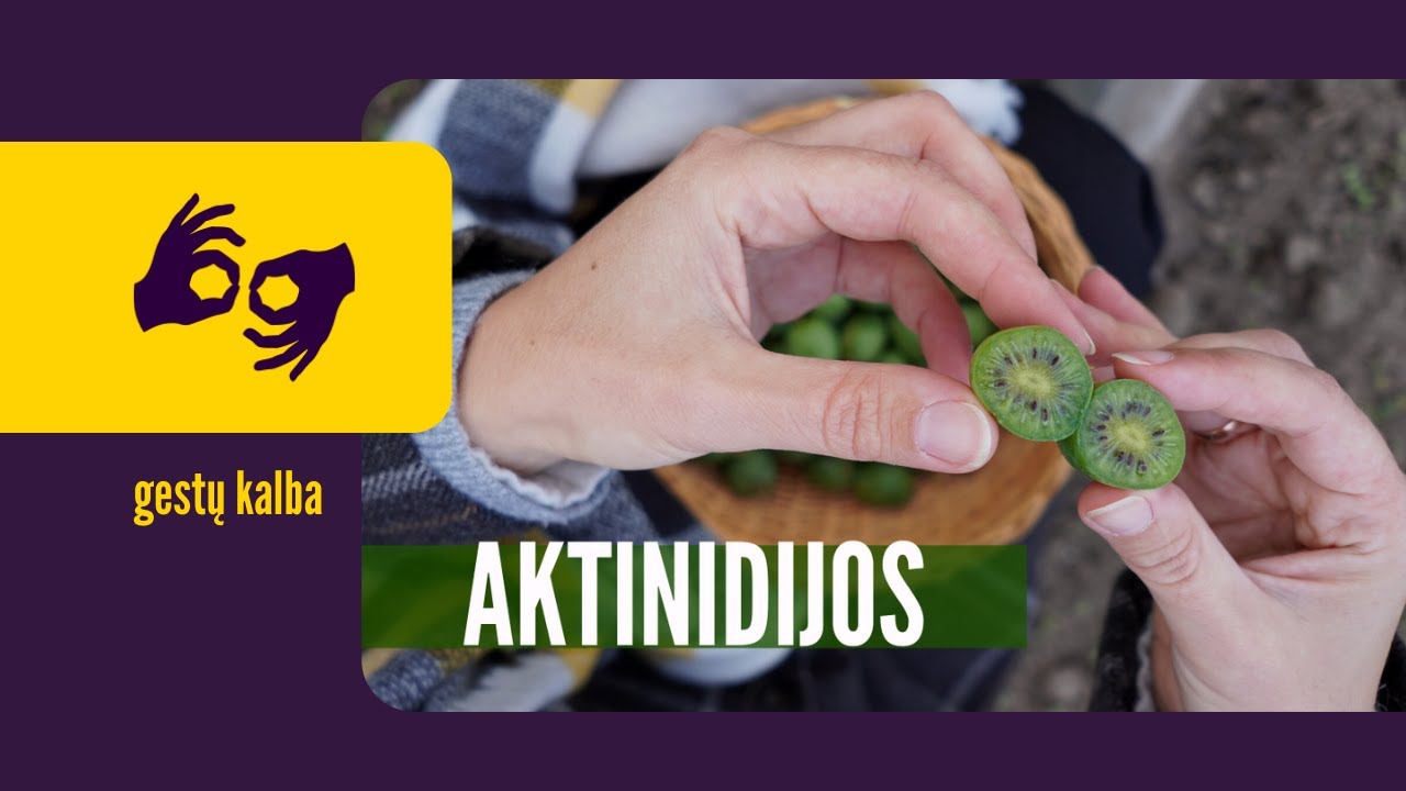 Aktinidijų auginimas iš mūsų patirties - nustebsit, kokio dydžio! / su vertimu į gestų kalbą