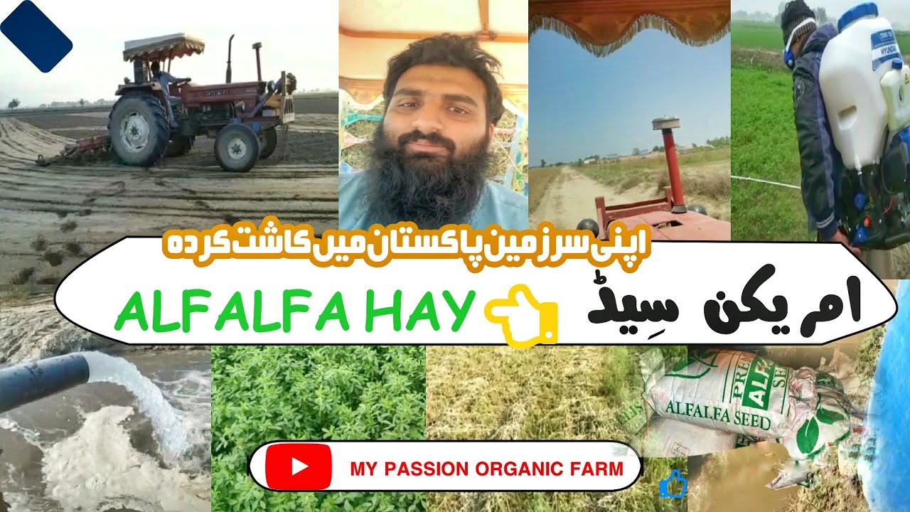 Alfalfa losan ki kashat Pakistan my wo bi USA ka          export quality alfalfa hay in Pakistan