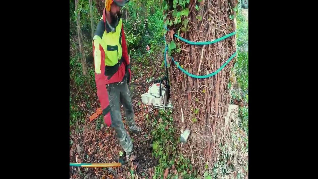 Felling 9000 year old ancient oak tree #logger #loggingvideos #chainsaw #lum @kathrynolson1981 #tree