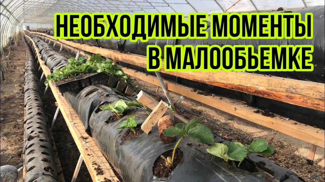 Поздняя посадка | Сорт Альба |Малообьемка | Клубника в торфе