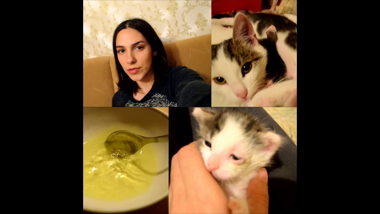 Глаза котенка гноятся? Лечим /Взяла бездомную кошку