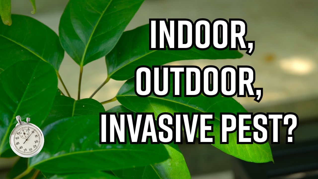 Australian Umbrella Tree: indoor oasis or invasive pest?