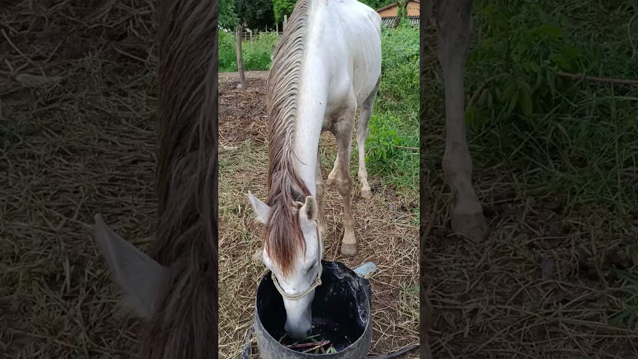 #horse #viral_video #cavalo #hoses #animais #viralize 