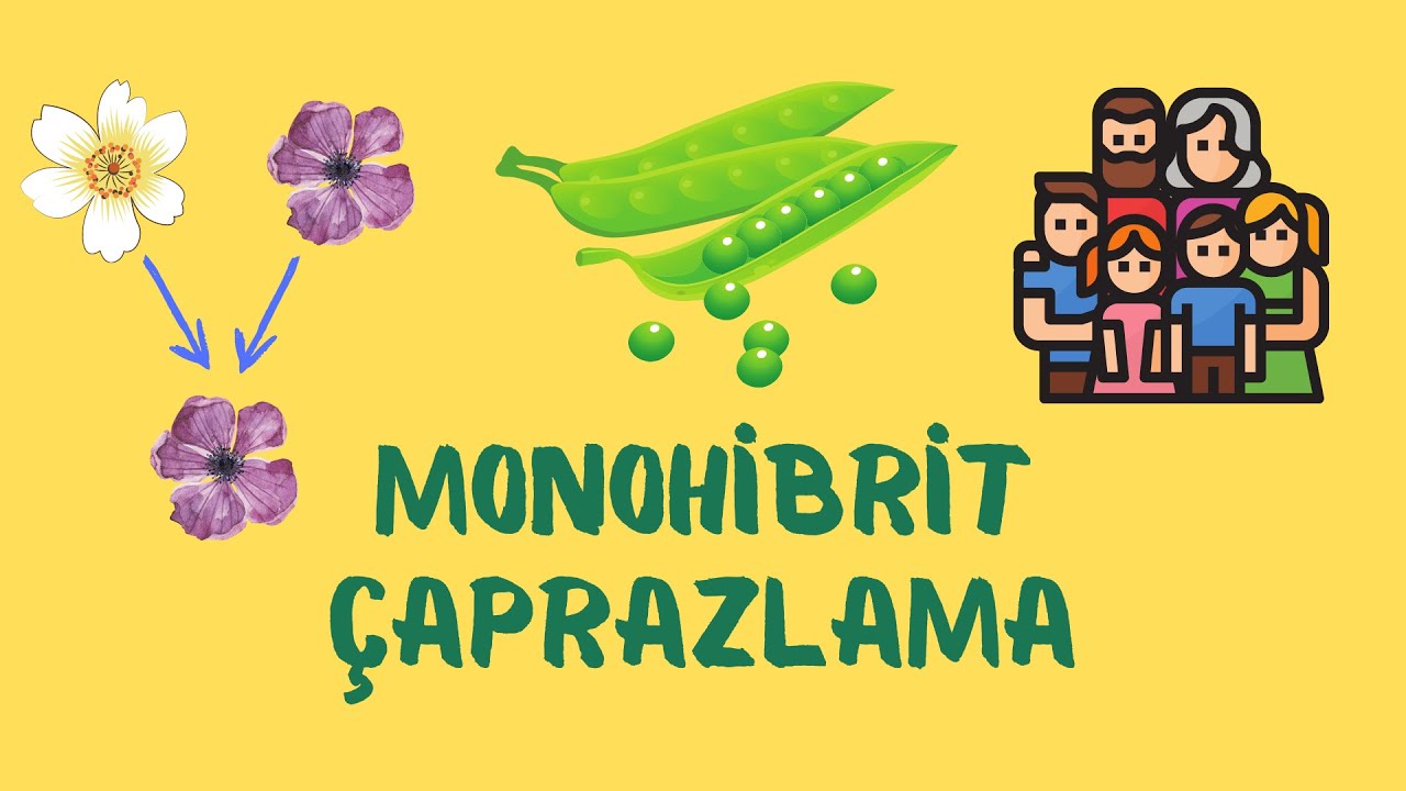 10.Sınıf Biyoloji: Monohibrit Çaprazlama