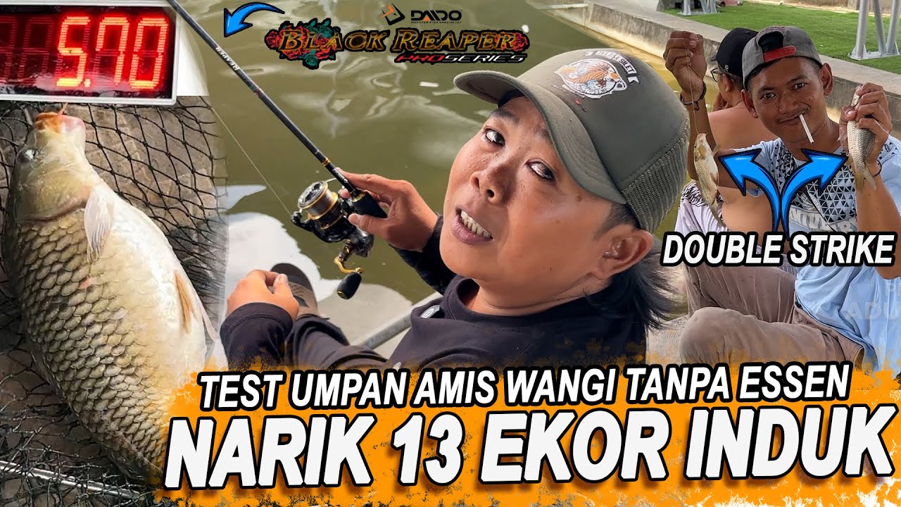 JORAN DAIDO BLACK REAPER MELENGKUNG TAJAM DI TARIK INDUK BESAR PAKE UMPAN AMIS WANGI AGF