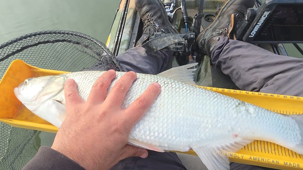 AM prins avat frumos si carasi mari la spinning pe lacul de acumulare de la Varsolt