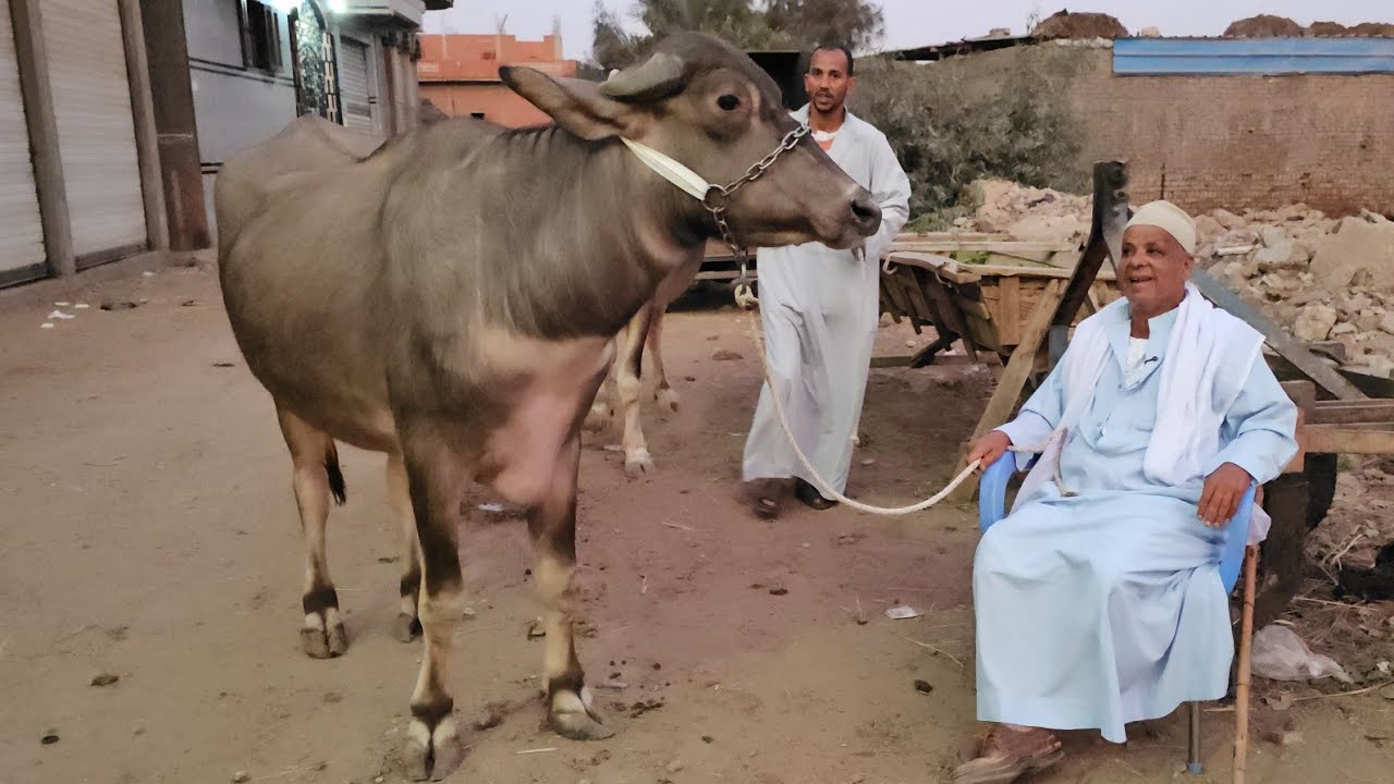 عاجل ضربة جوية بمزرعة التاجر الطيب وصول ارخص اسعار العجميات الجاموس العشر السوبر بمصر والسعر من تحت