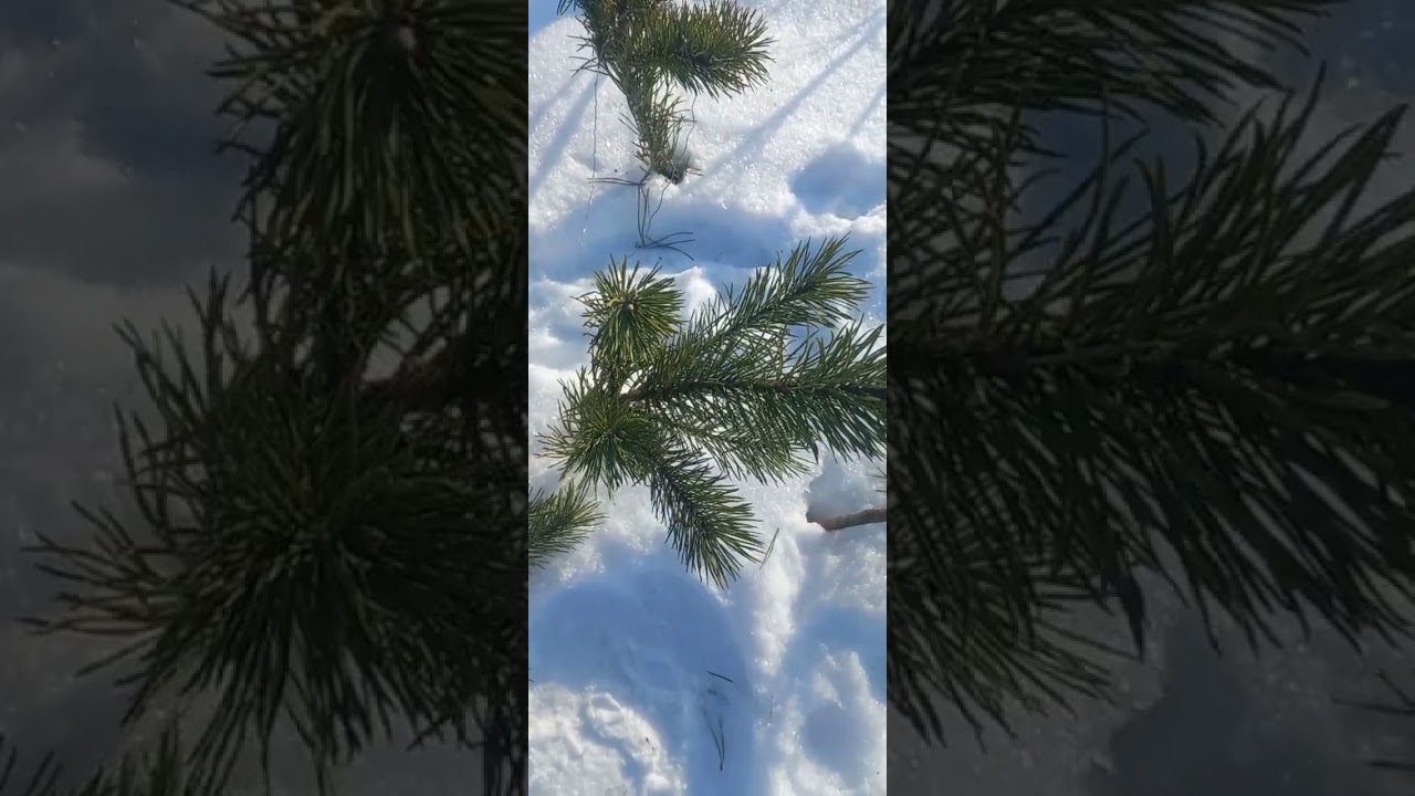 Ставим петли на зайцев.