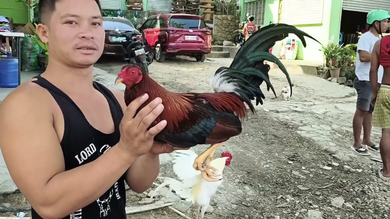 MAITIM YONG MUKHA NA BLACK MCREA BLOODLINE