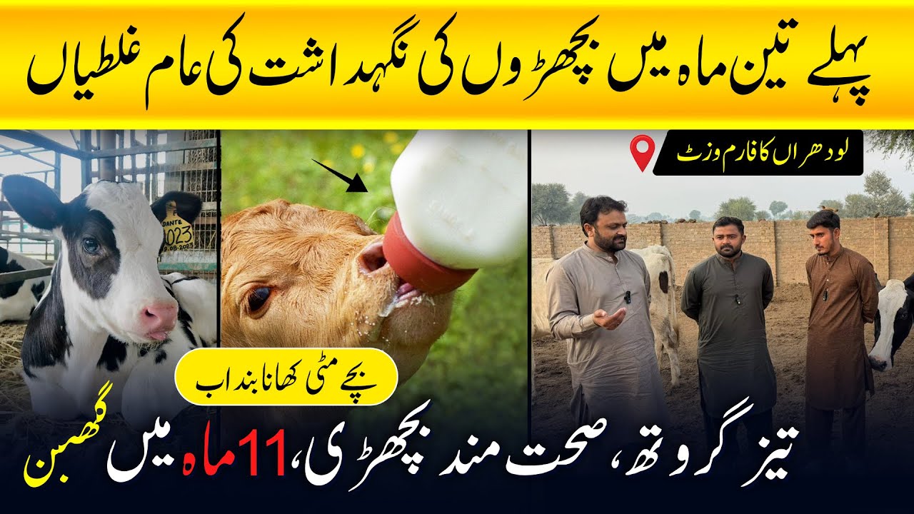 Calf Management in Pakistan Dairy Farm | 1 Day to 3 Months Complete Guide | sabaz chara ka nuqsan