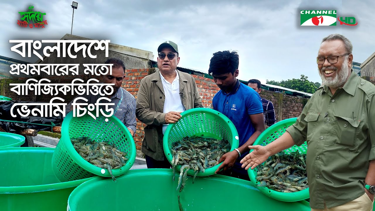 বাংলাদেশে প্রথমবারের মতো বাণিজ্যিকভিত্তিতে ভেনামি চিংড়ি | Vannamei | Shykh Seraj | Channel i |