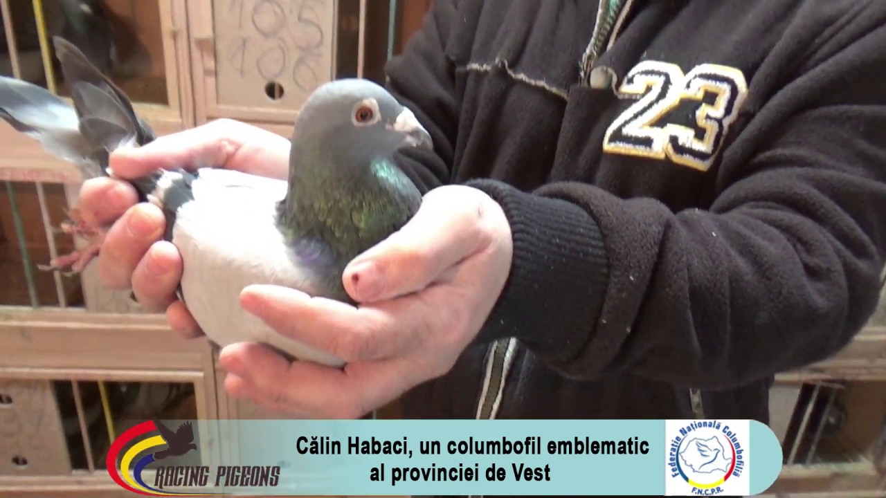Calin Habaci, un columbofil emblematic al provinciei de Vest