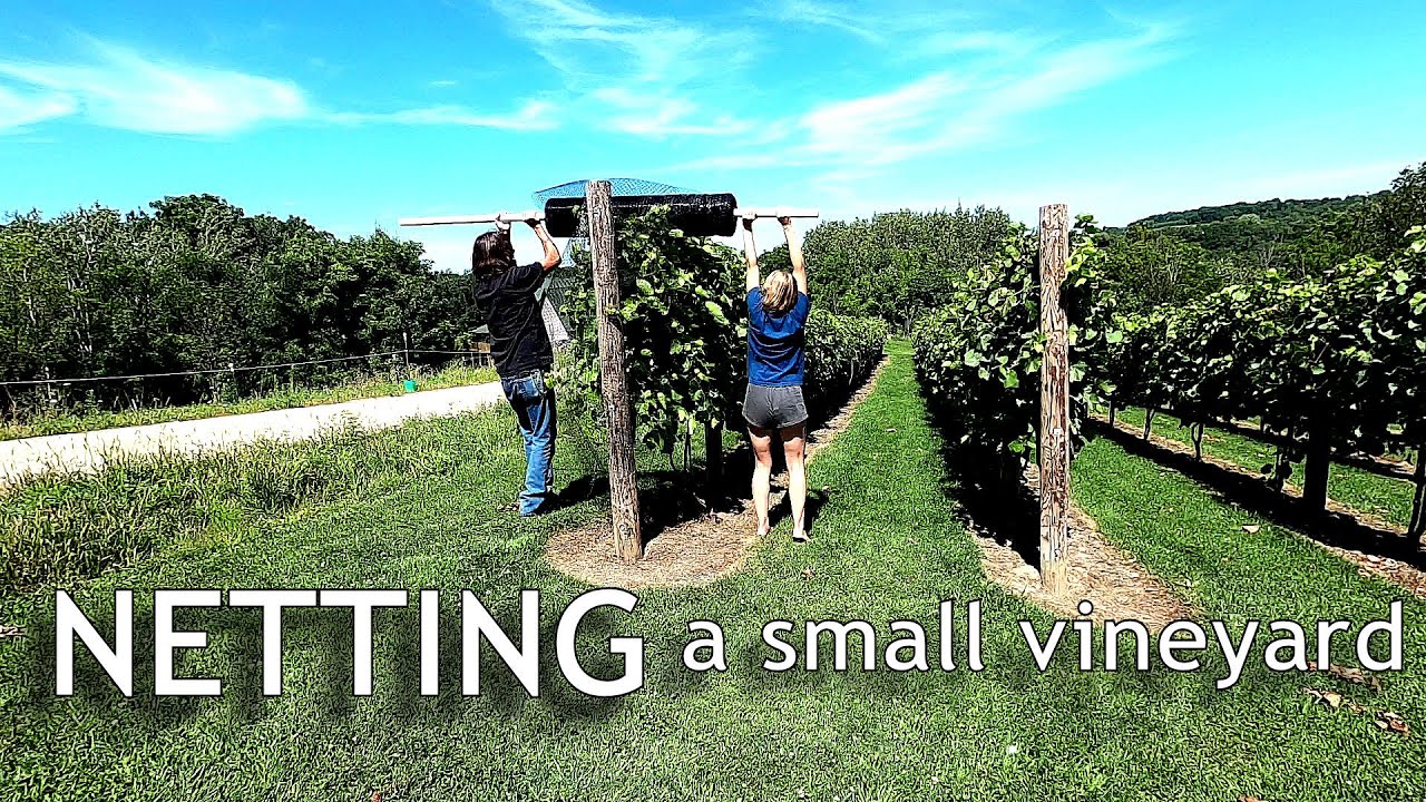 Netting Grapes in a Small Vineyard [Bird Protection]