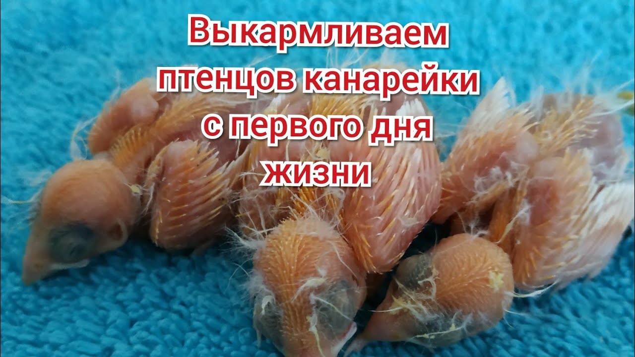 выкармливаем птенцов с первого дня жизни. чем подкармливать птенцов канарейки