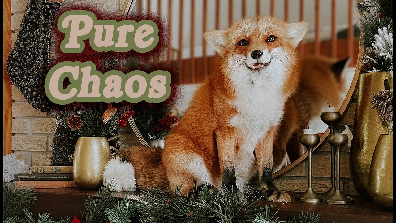 Letting Five Foxes In The House On Christmas