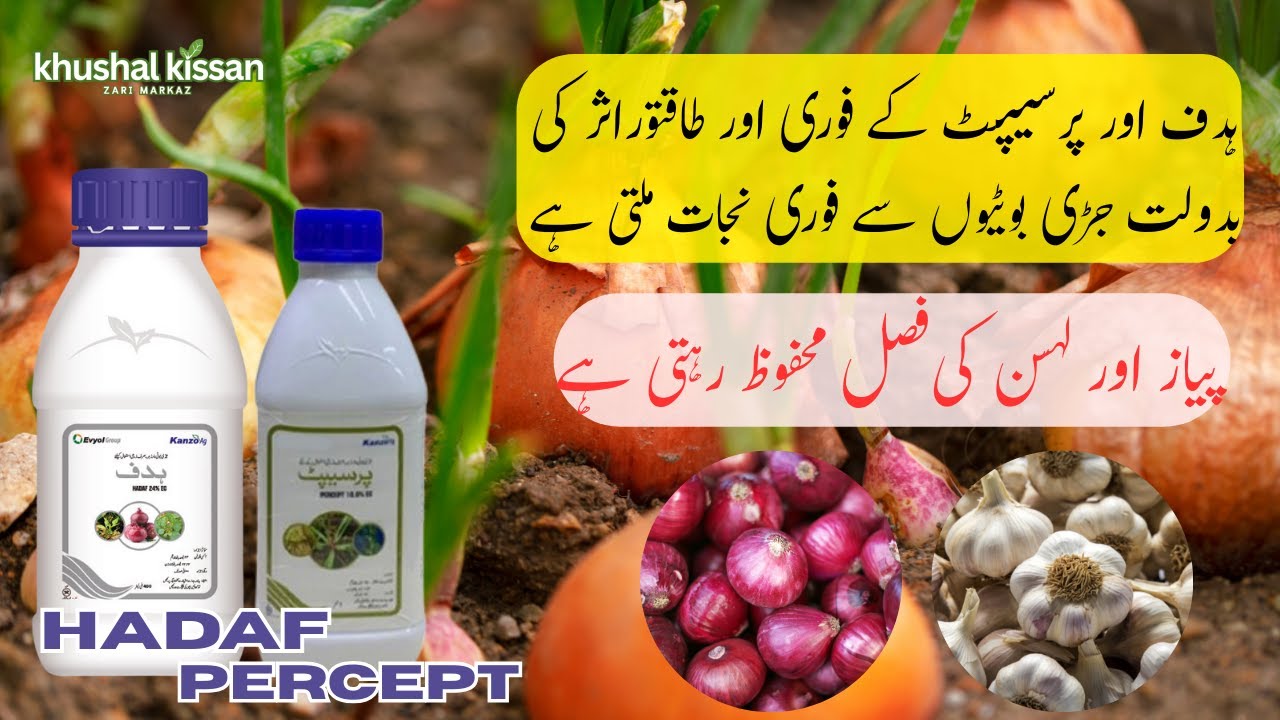Best Weed Control for Onion & Garlic | Percept Herbicide & Hadaf 24 EC | Complete Guide