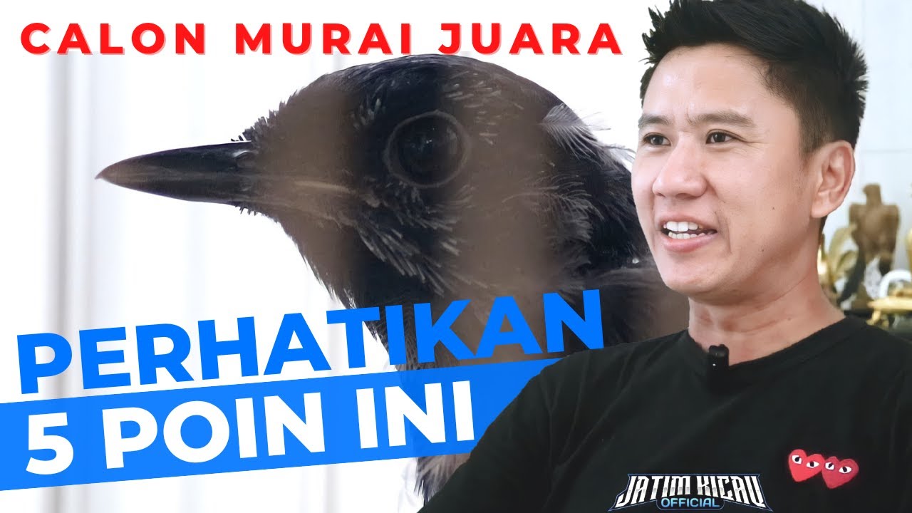 Cara Memilih Calon Murai Batu Juara - Roni Sarikat