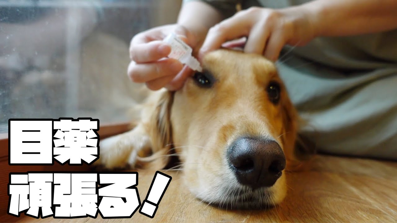 【大型犬のいる生活#34】結膜炎で犬生初めての目薬を頑張る日