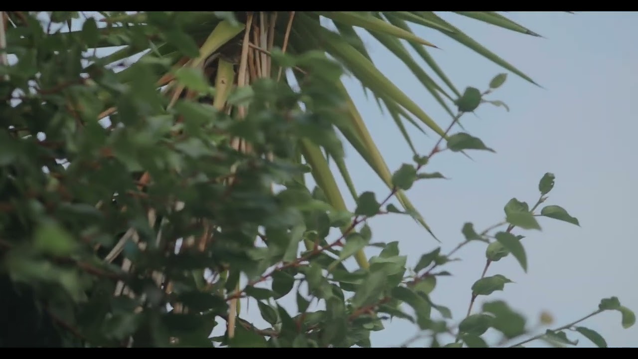 Sara Paixão - Vem Dançar ( Vídeo Oficial )