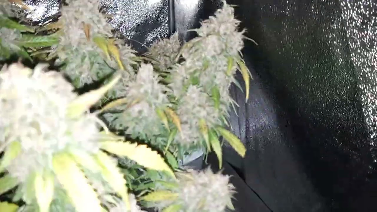 Gelato Auto by FastBuds Harvest Day