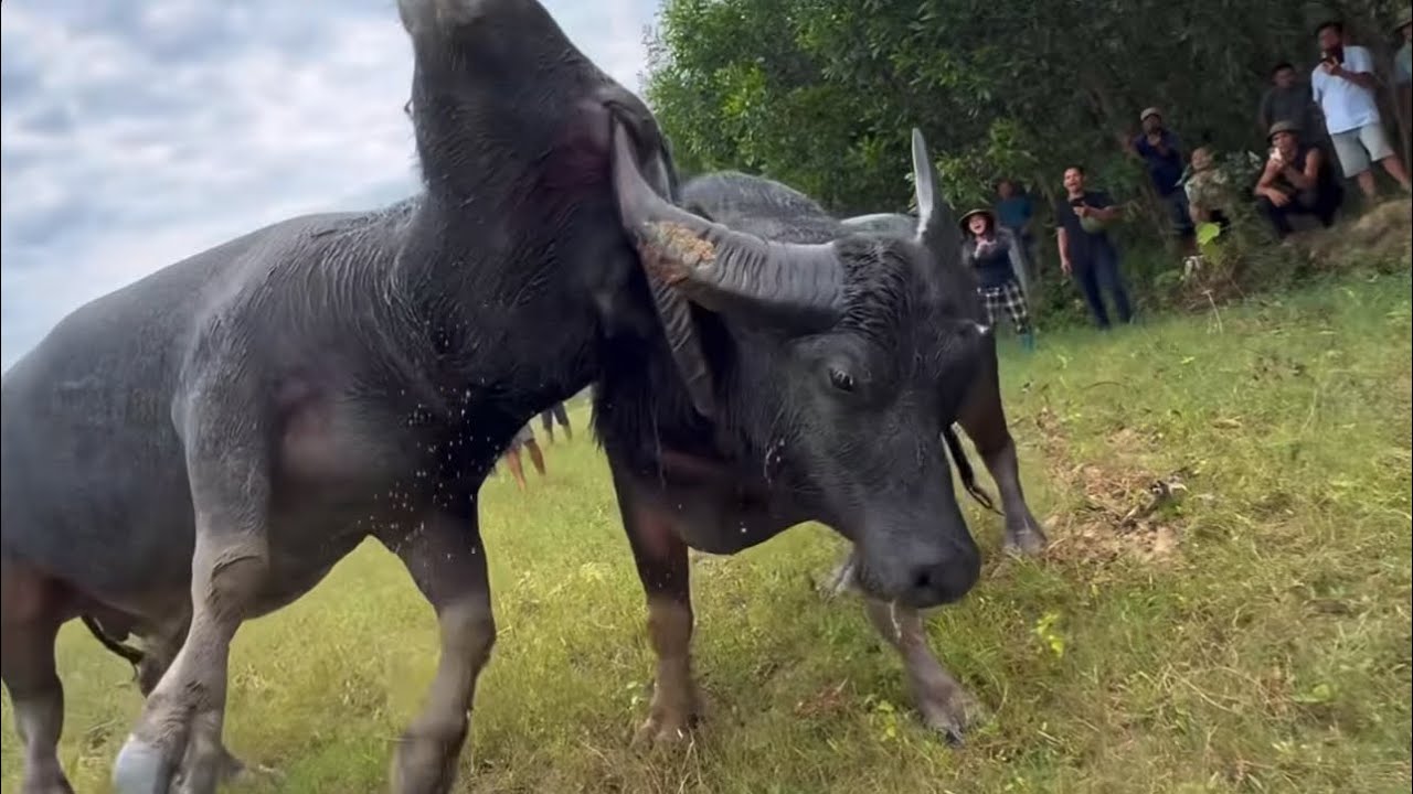 Trực tiếp: trọi tr&acirc;u kinh điển 2 s&aacute;t thủ