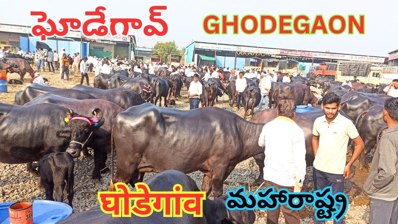 ఘోడేగావ్ శుక్రవారం గేదెల మార్కెట్ || Ghodegaon Buffalo Market || घोडेगांव भैंसा बाजार || Maharashtra