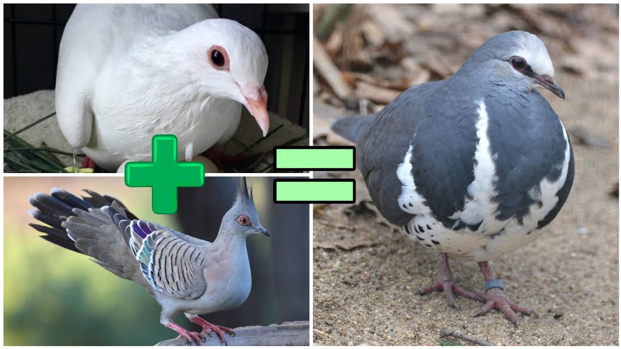 কবুতর ও ঘুঘু জোড়া দিয়ে অসাধারণ বাচ্চা হয় | Pigeon and Dove crossbreed