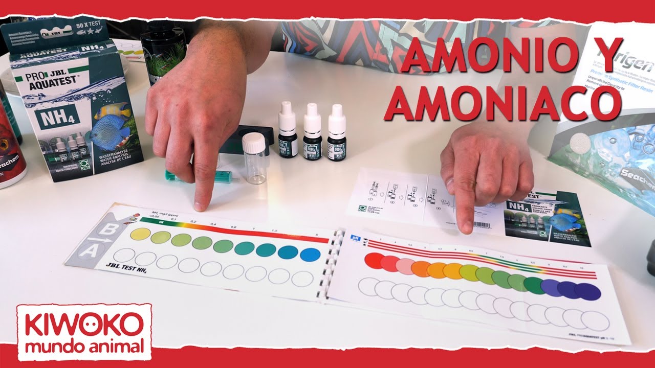 Amoniaco en tu acuario ¿Es peligroso?🚫 ¿Cómo se elimina? ❌