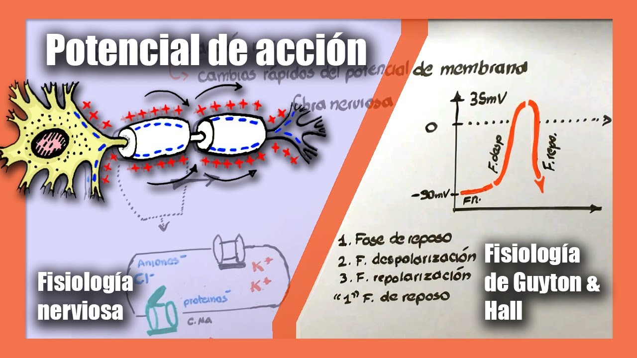Potencial de acción | Fisiología nerviosa | Canales de sodio y potasio | Fisiología de Guyton & Hall