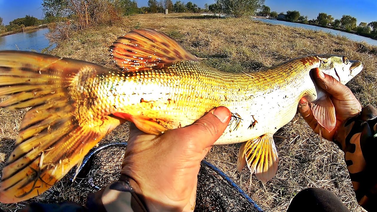 FISHING FOR PIKE IN AUTUMN SPINNING TIME ROMANIA