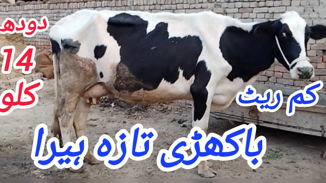 فریزین کراس تازہ سوئی باکھڑی گاۓ سیل آن پاکستان یوٹیوب 03051845466..=8.3.2026