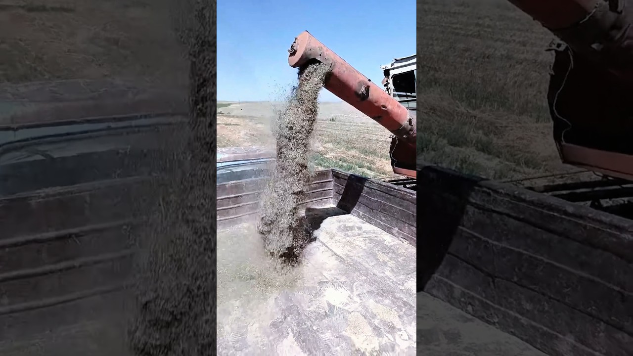 Fast Grain Unloading with Auger! #ShortsHashtags:#GrainHarvest #Agriculture #Shorts