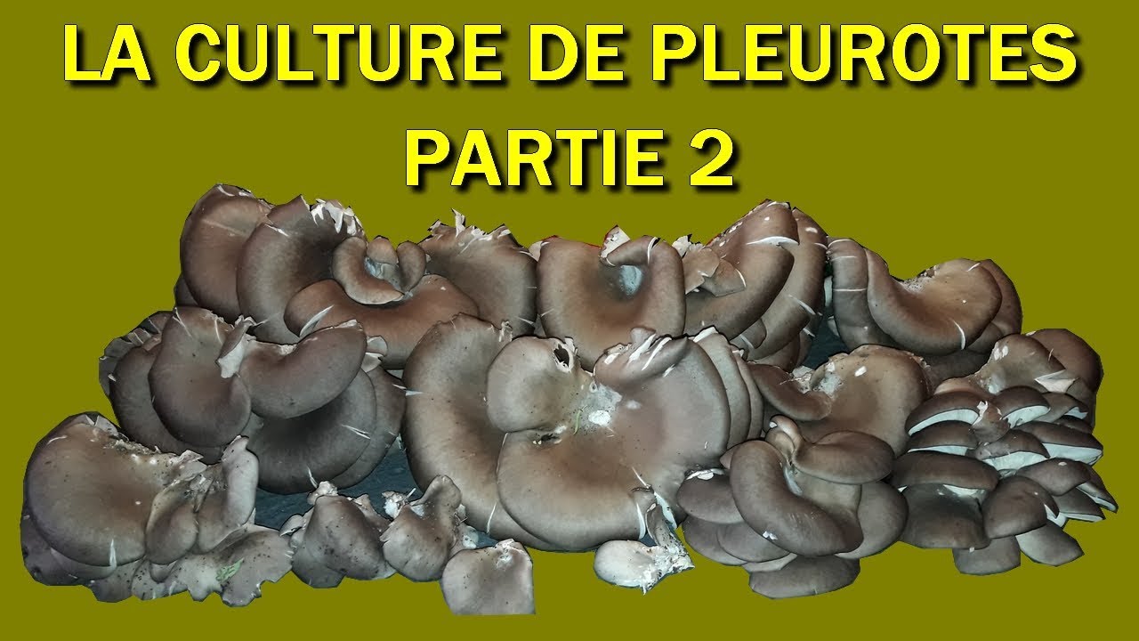 #pleurote #champignon #2018 Culture des Pleurotes Partie 2