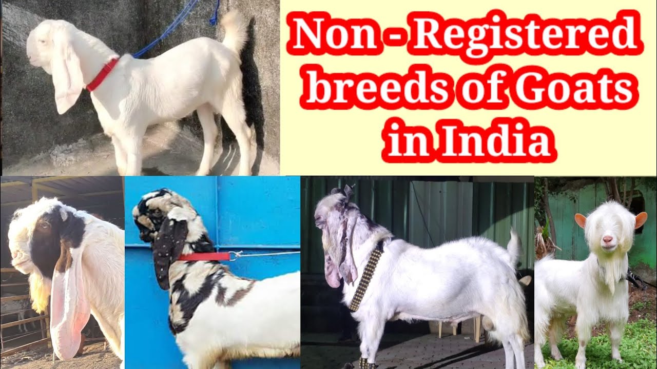Breeds of goats 2 | Non registered famous goat breeds in India| Dr. Goat