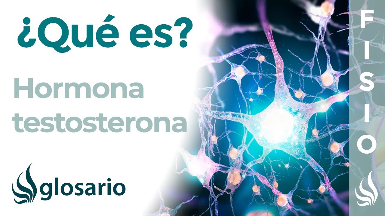 TESTOSTERONA | Qu&eacute; es, qu&eacute; la segrega, efectos, d&oacute;nde act&uacute;a y a qu&eacute; se deben sus alteraciones
