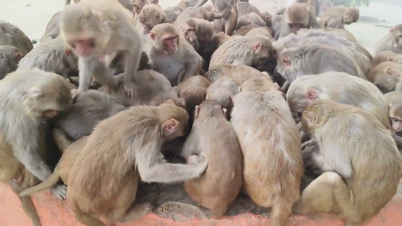crazy monkey daily activities EP 0590
